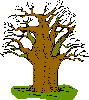 Baobab Tree